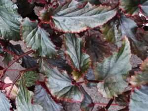 Healthy Sangu Narayana Sanjivi Plant (Begonia malabarica) growing in a nursery pot