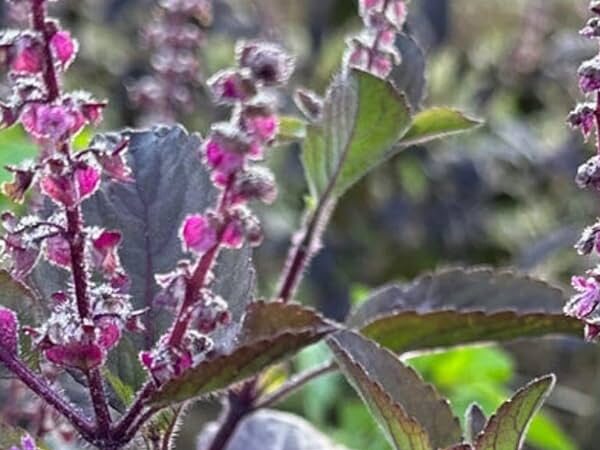 Buy Tulsi/Holy Basil/துளசி Plant online Indiia at low price