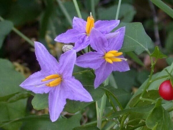 Thuthuvalai Plant(Solanum Trilobatum)
