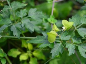Healthy Mudakathan Plant (Cardiospermum halicacabum) growing in a nursery pot