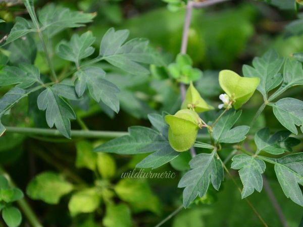Healthy Mudakathan Plant (Cardiospermum halicacabum) growing in a nursery pot