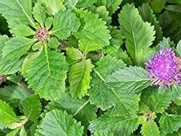 Buy Kesavardhini/Lark Daisy/Centratherum Punctatum plant online India