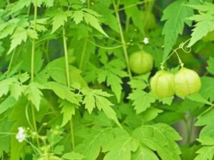 Buy Mudakathan/Balloon Vine Plant online India at low price