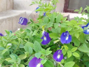 Buy Sangu Pushpam/Sangu Poo/Shankpushpi plant online India