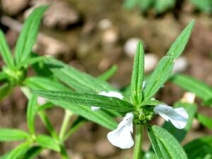 Buy Thumbai/Siru Thumbai/Leucas Aspera plant online India at low price