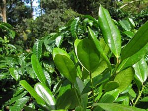 Fresh Allspice (Sarvasugandhi) Leaves (Pimenta dioica)