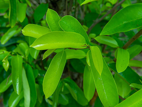 Buy Soursop/Graviola green leaves online India at best price