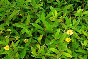 Buy Manjal Karisalaij/Wedelia Chinensis plant online at best price