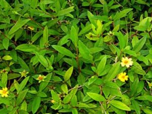 Buy Herb plants online at low price