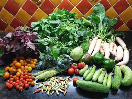 Set of 15 Vegetable Seeds Pack for Home Kitchen Gardening