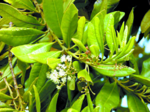 Buy Allspice/Sarvasugandhi/Jamaica pepper plant online at low price
