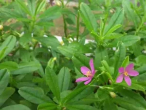 Buy Kuthu Pasalai/Ceylon Spinach plant online India at low price