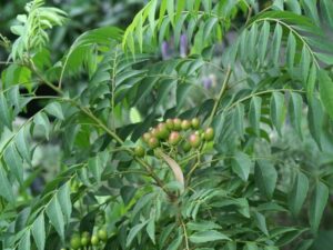 Buy Curry Leaves/Kadi Patta/Murraya koenigii plant online India