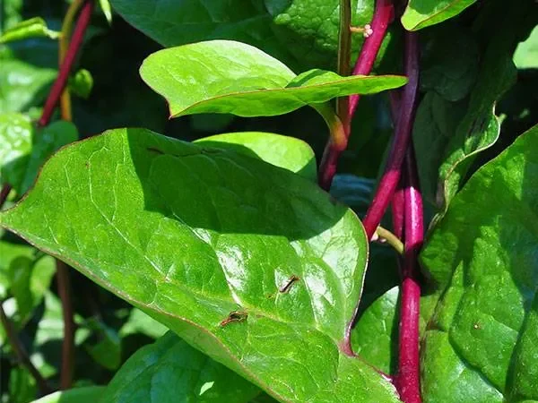 Buy Kodi Pasalai/Malabar Spinach/Basella alba plant online India