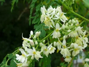 Buy Drumstick/Moringa Oleifera/Horseradish tree online India