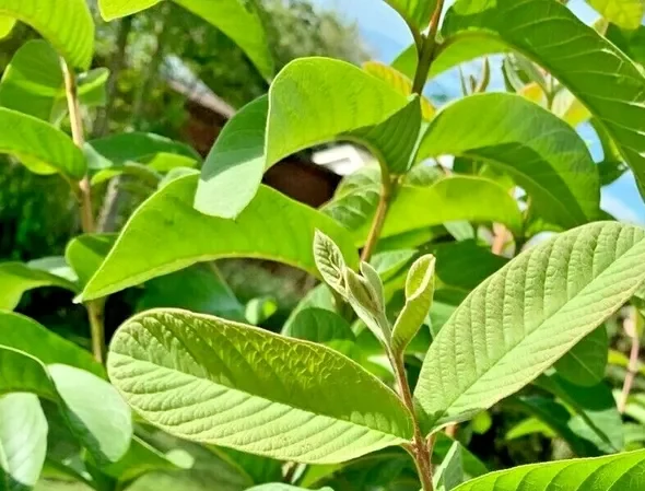 Buy Guava/Psidium guajava fresh leaves online India at best price