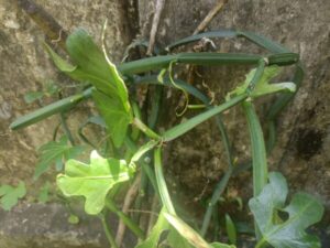 Healthy Muppirandai (Cissus quadrangularis) Plant growing in a nursery pot