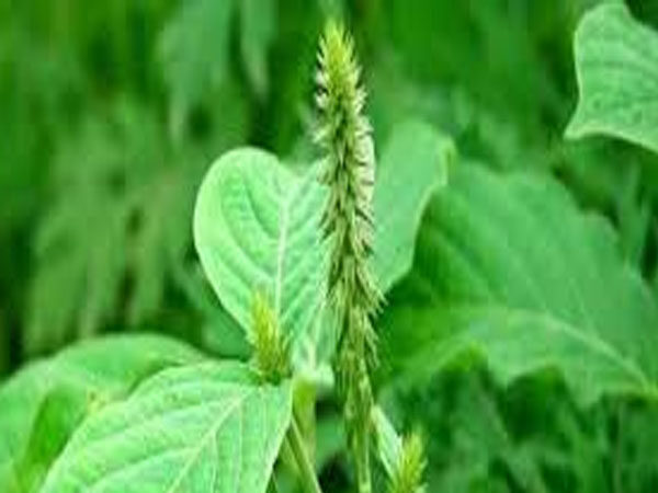Buy Nayuruvi/Chaff-flower Plant online at low price