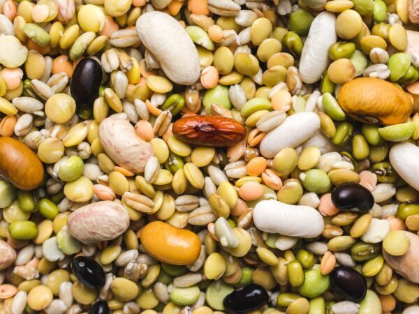 Premium herbal seeds and vegetable seeds for home gardens and organic farming.