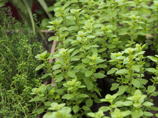 Healthy live herbal plants growing in a lush home herbal garden.