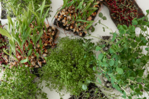 Medicinal and herbal plants collection featuring rare herbal plants, herbal leaves, and seeds