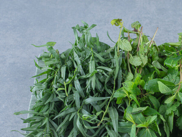 Fresh herbal leaves harvested from healthy medicinal plants
