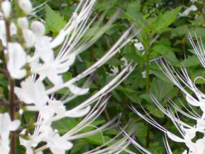 Healthy Poonai Meesai (Cat Whiskers) Plant (Orthosiphon aristatus) growing in a nursery pot