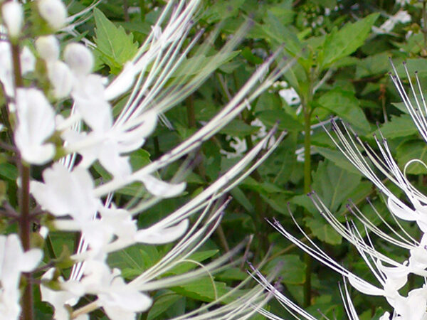 Healthy Poonai Meesai (Cat Whiskers) Plant (Orthosiphon aristatus) growing in a nursery pot