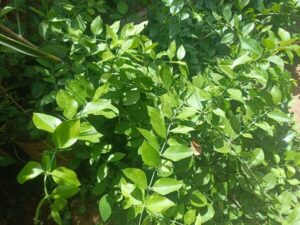 Healthy Essanku (Azima tetracantha) Plant growing in a nursery pot