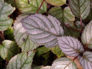 Healthy Muriyan Pacha (Hemigraphis alternata) Plant growing in a nursery pot