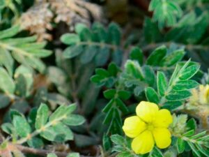 Healthy Siru Nerinchil (Tribulus terrestris) Plant growing in a nursery pot